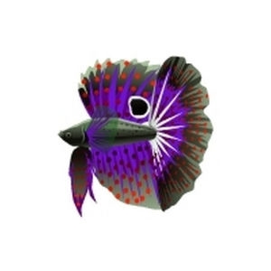 Violet Polka Betta